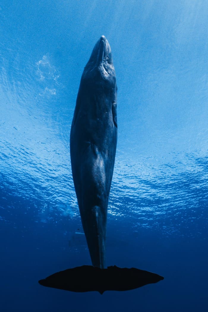 Exploración de lujo: Encuentro con las ballenas salvajes del océano Índico
