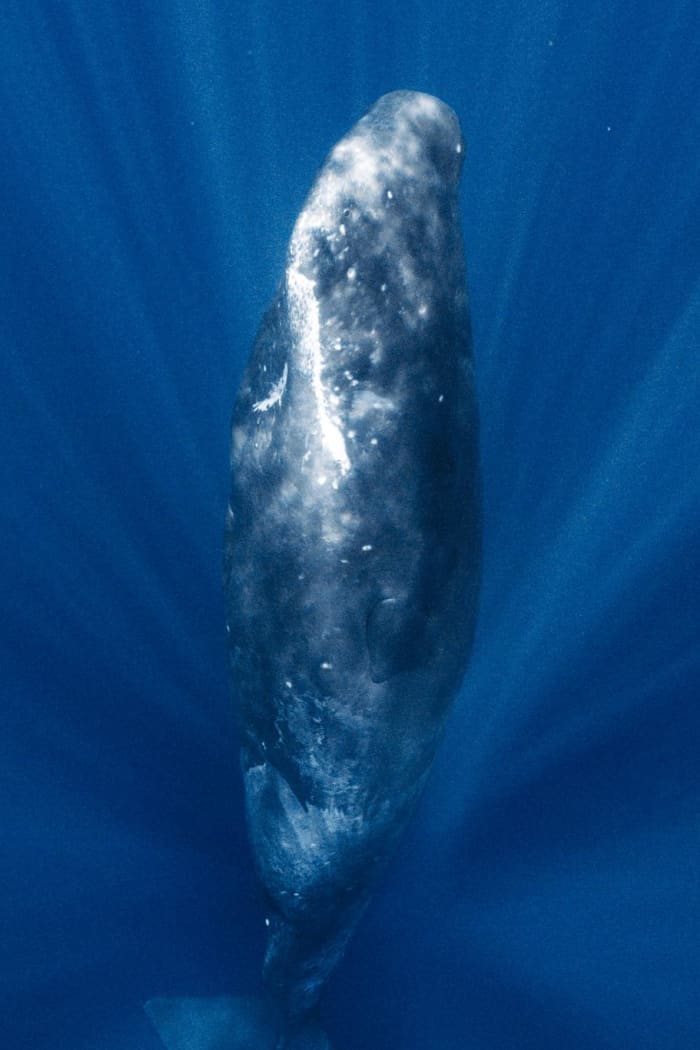 Exploración de lujo: Encuentro con las ballenas salvajes del océano Índico