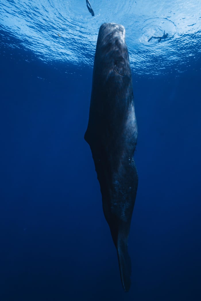 Exploración de lujo: Encuentro con las ballenas salvajes del océano Índico