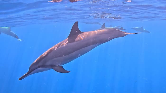 Mañana mágica con encuentro con delfines y snorkel – Mauricio