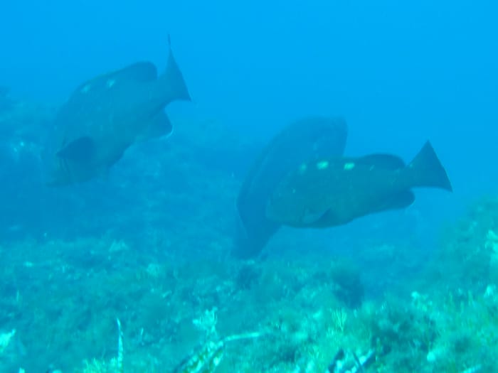 Um dia excepcional no mar ao redor de Hyères e das Ilhas Douradas.