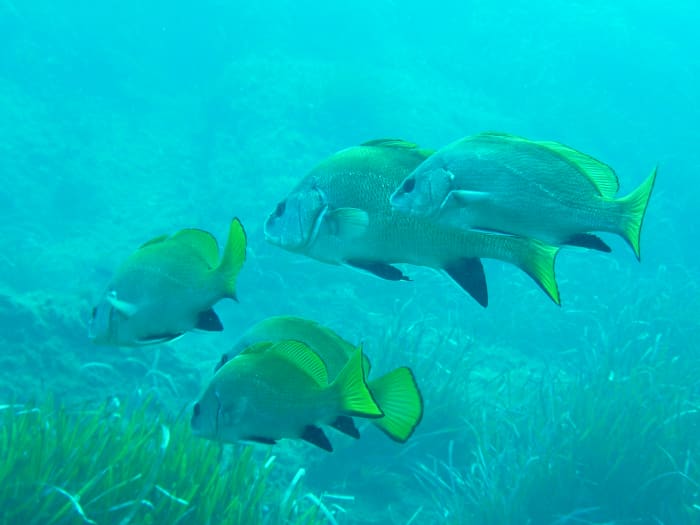 Um dia excepcional no mar ao redor de Hyères e das Ilhas Douradas.