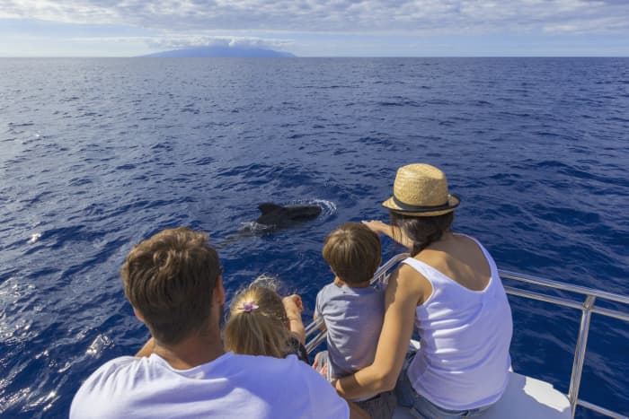 Excursion d'une journée en catamaran à Costa Adeje
