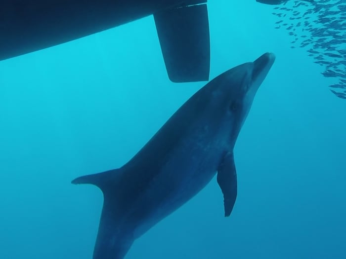 Cap sur le plaisir : une journée complète de navigation authentique à Costa Adeje en catamaran