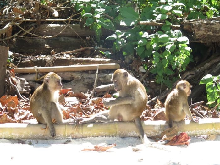 Découvrez les rivages de Krabi : une excursion d'une journée complète à bord d'un bateau à moteur