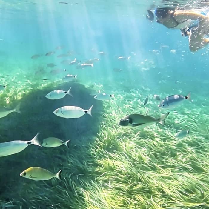 Come and discover the best snorkeling spots in the region ✨