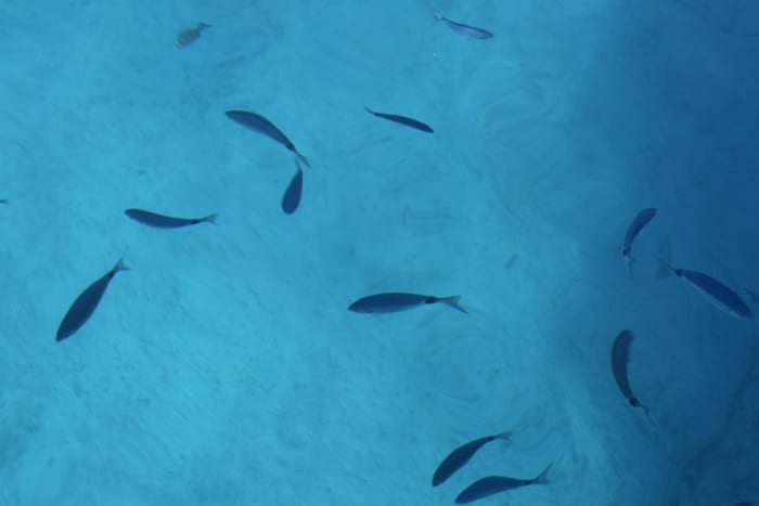 Adriatic Icons: Private Blue Cave & 5 Islands Tour