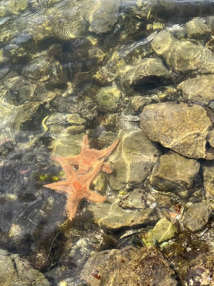 Hands on Sailing experience with a live-aboard Mermaid 🧜‍♀️