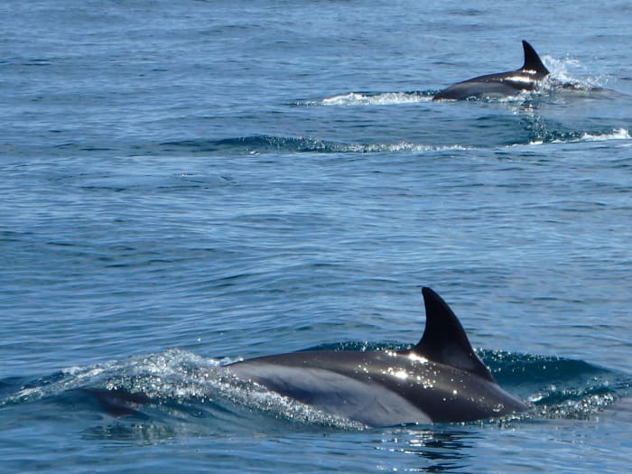 Découvrez Peniche lors d'une excursion d'une demi-journée en bateau à moteur