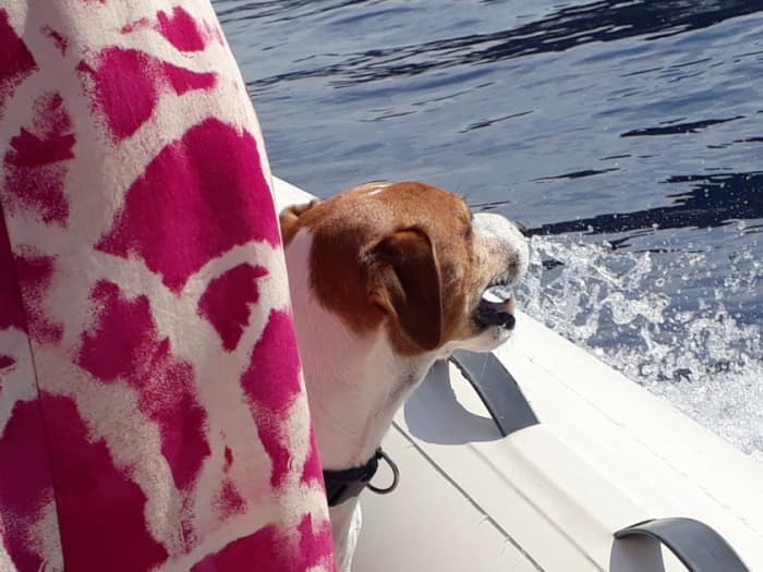 Entdecken Sie Porticcio auf einem Ganztagesausflug mit dem Motorboot