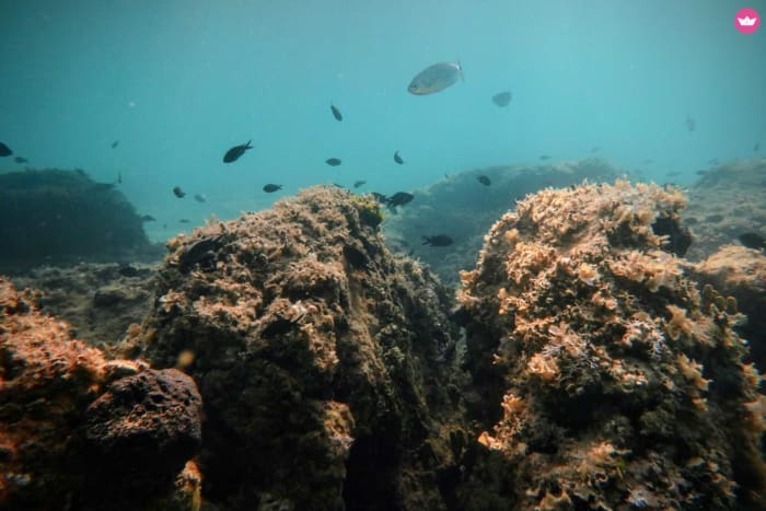 Adriatische ontsnapping: 6 uur durend eilandavontuur met zwemmen, snorkelen en dolfijnen spotten