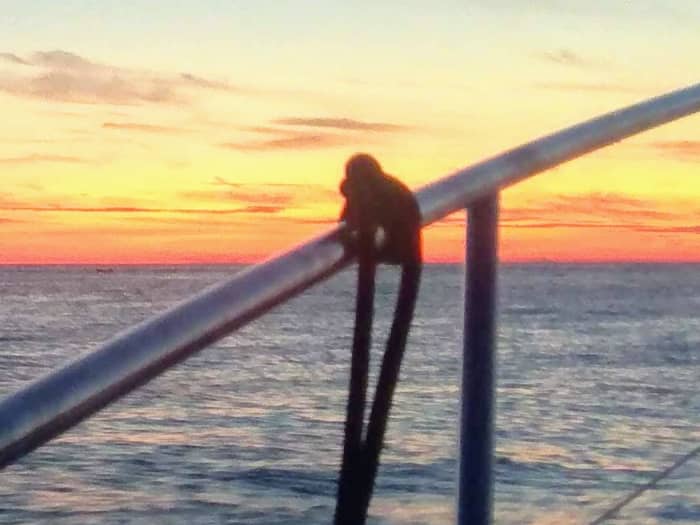 2 uur durende zonsondergang- en dolfijnenavontuur in de Rovinj-archipel