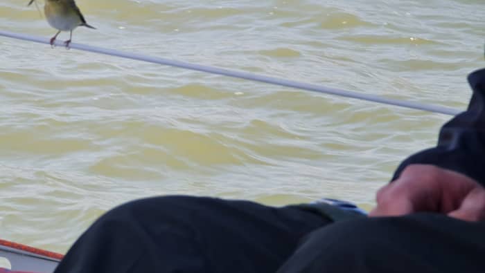 Enjoy a day at sea in Blankenberge on a sailboat