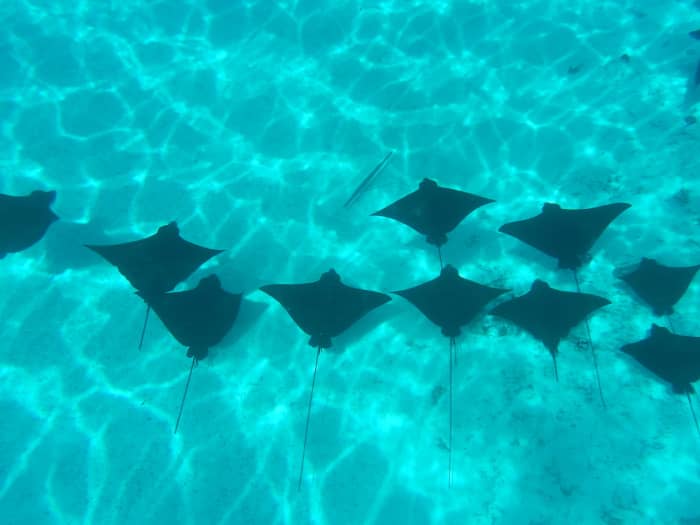 Catamaranexcursie in Bora Bora