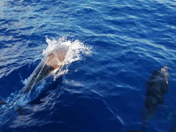 The best of Ajaccio is on the water: Your private full day on a sailboat