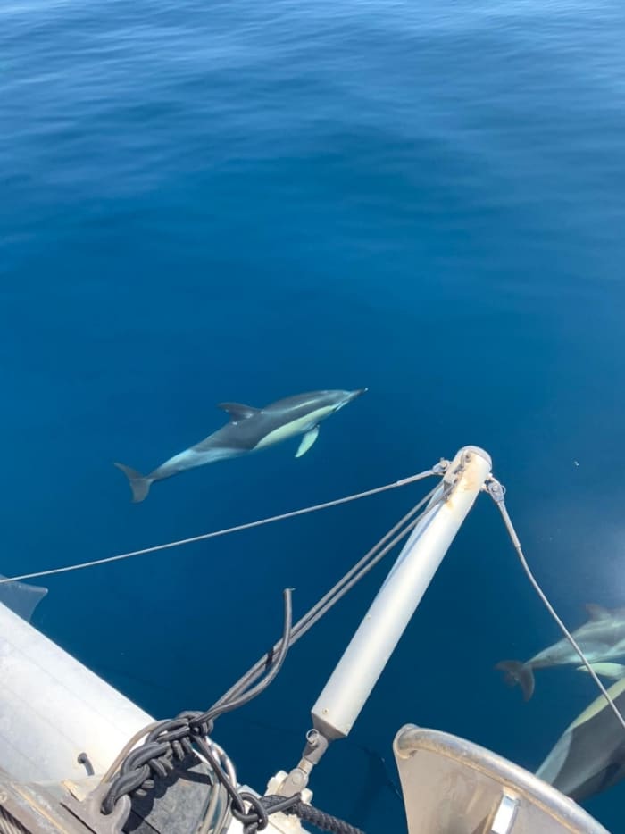 Passe 8 horas navegando em um catamarã ao redor de Estepona.