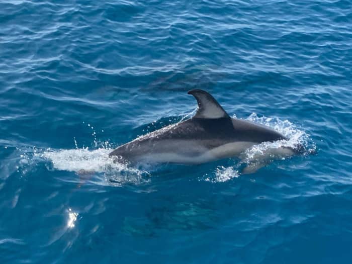 Passe 8 horas navegando em um catamarã ao redor de Estepona.