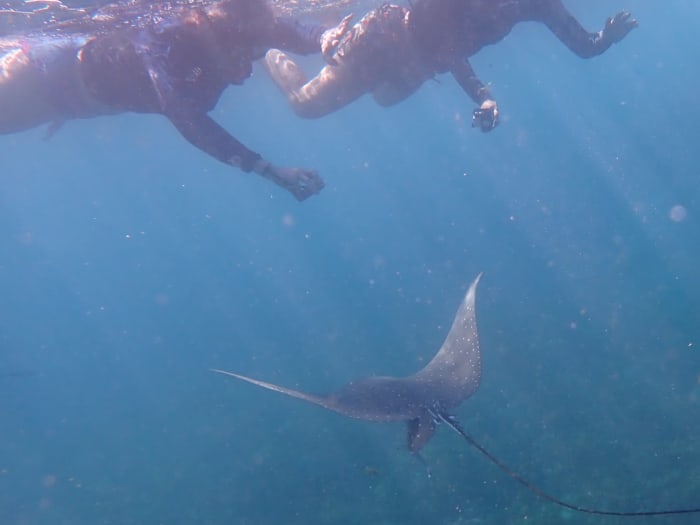 Neem 8 uur de tijd om het marinepark Ste Anne en Baie Ternay te ontdekken.