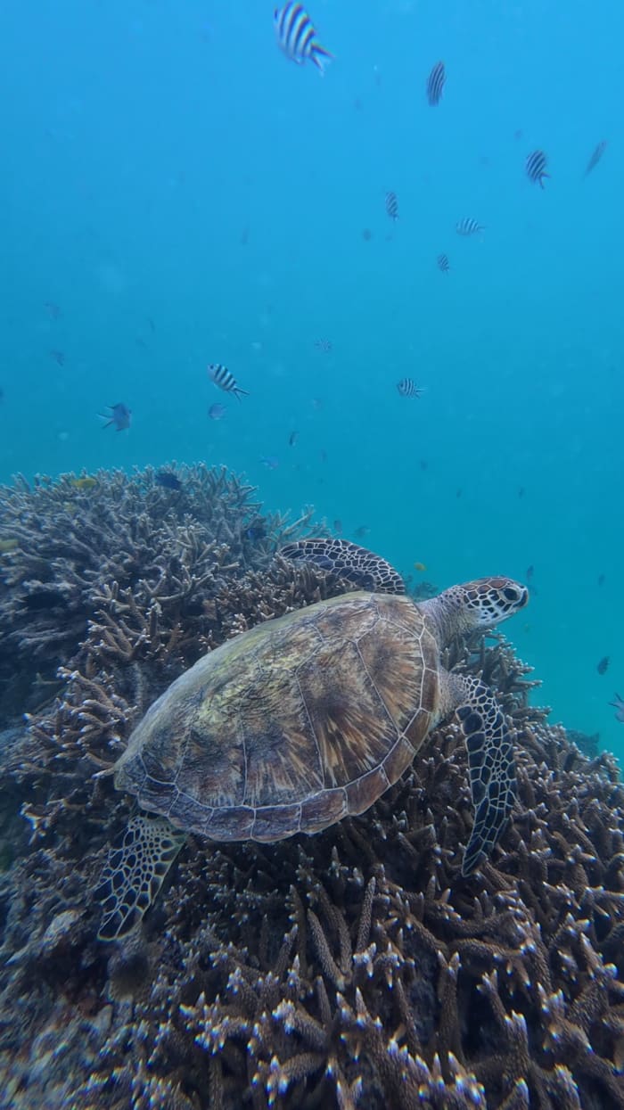 Neem 8 uur de tijd om het marinepark Ste Anne en Baie Ternay te ontdekken.
