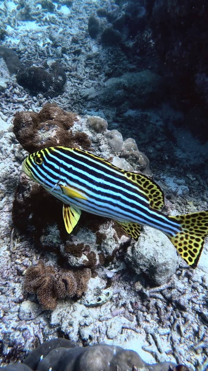 Neem 8 uur de tijd om het marinepark Ste Anne en Baie Ternay te ontdekken.