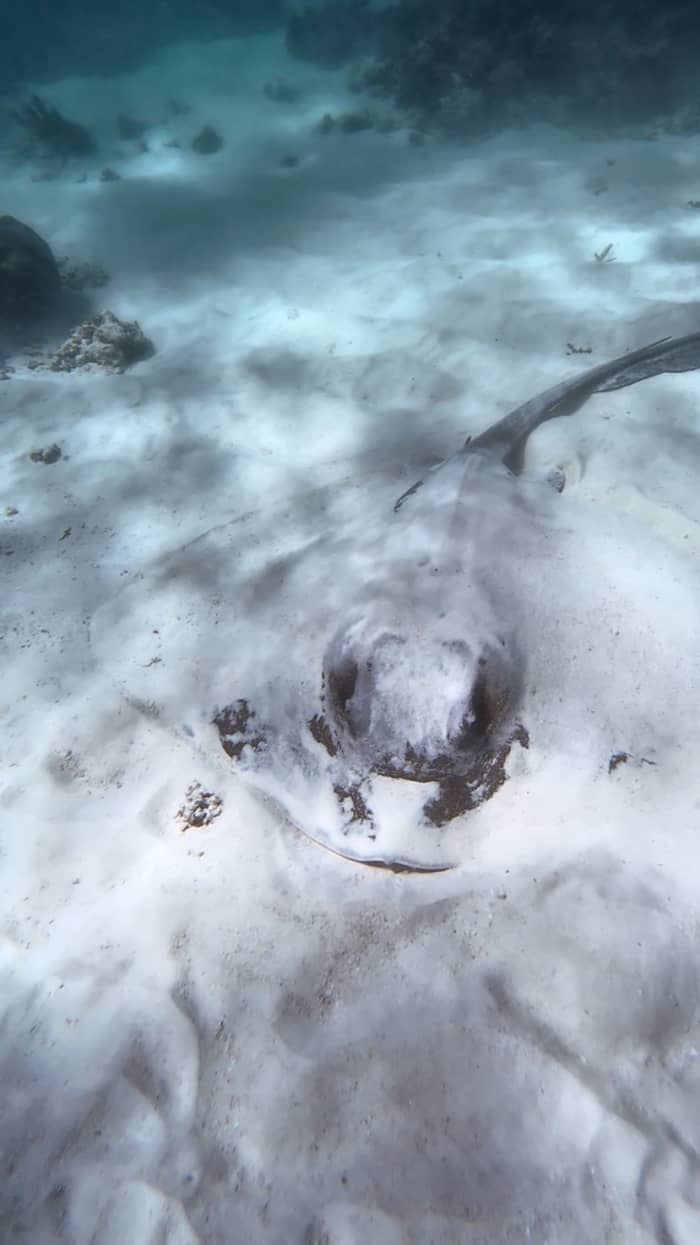 Neem 8 uur de tijd om het marinepark Ste Anne en Baie Ternay te ontdekken.