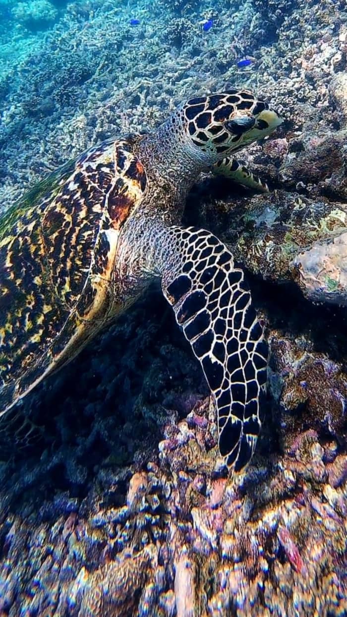 Neem 8 uur de tijd om het marinepark Ste Anne en Baie Ternay te ontdekken.
