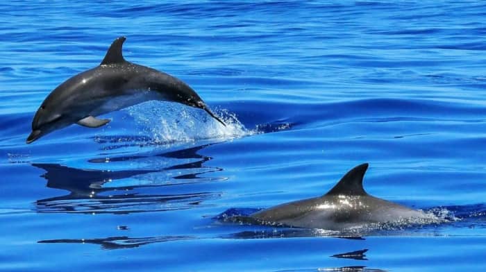 Excursion privée matinale à l'île de Dia à bord d'un luxueux voilier