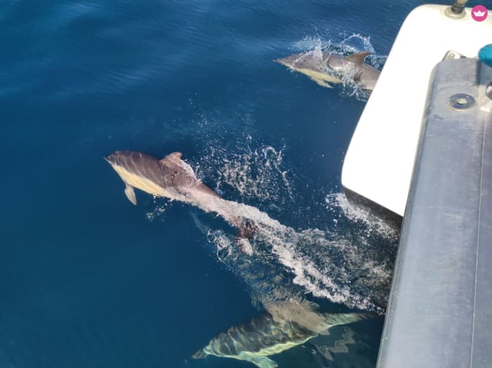 Aluguel de catamarã por um dia em Ibiza: Nade, veleje e relaxe