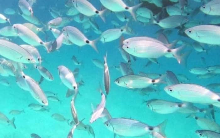 Découvrez les rivages de Porto-Vecchio : une excursion d'une journée complète à bord d'un bateau à moteur