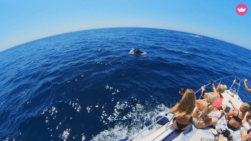 Paseo et Yate Sunseeker 8 heures 6