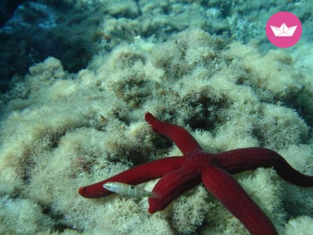 Visite de la réserve naturelle du Zingaro et de San Vito Lo Capo 4