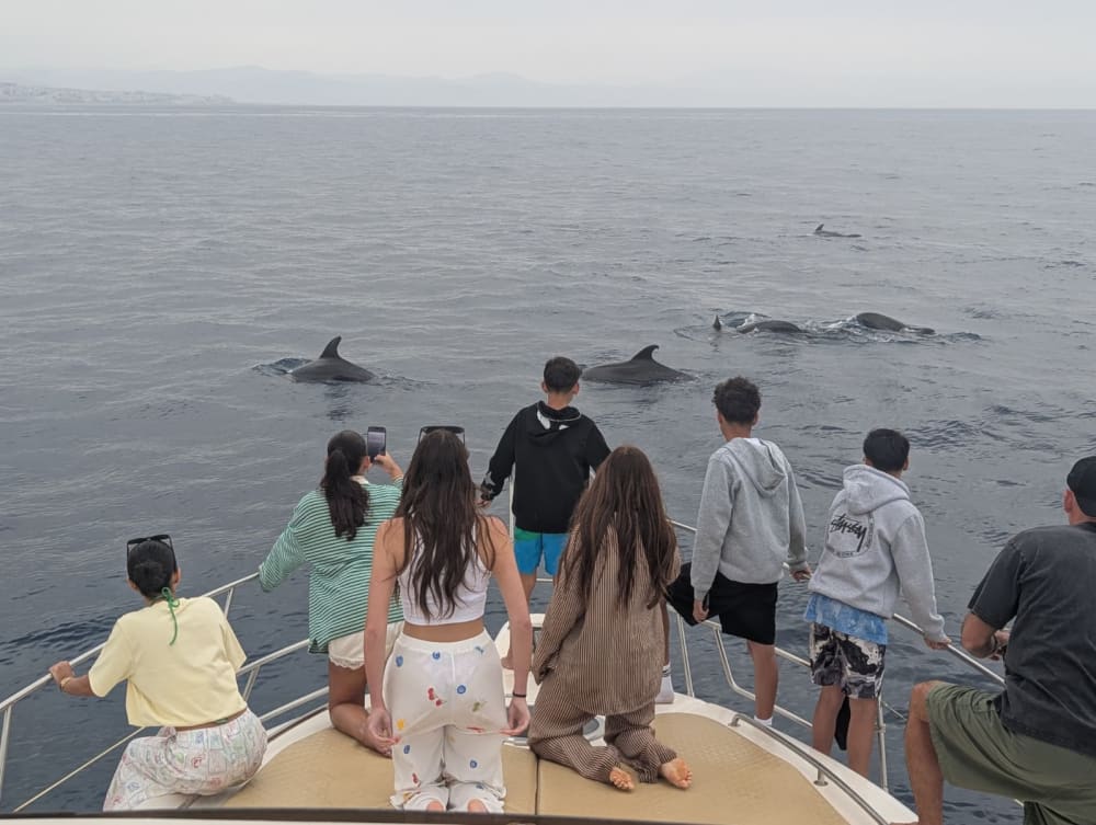 2H Dauphins 2
