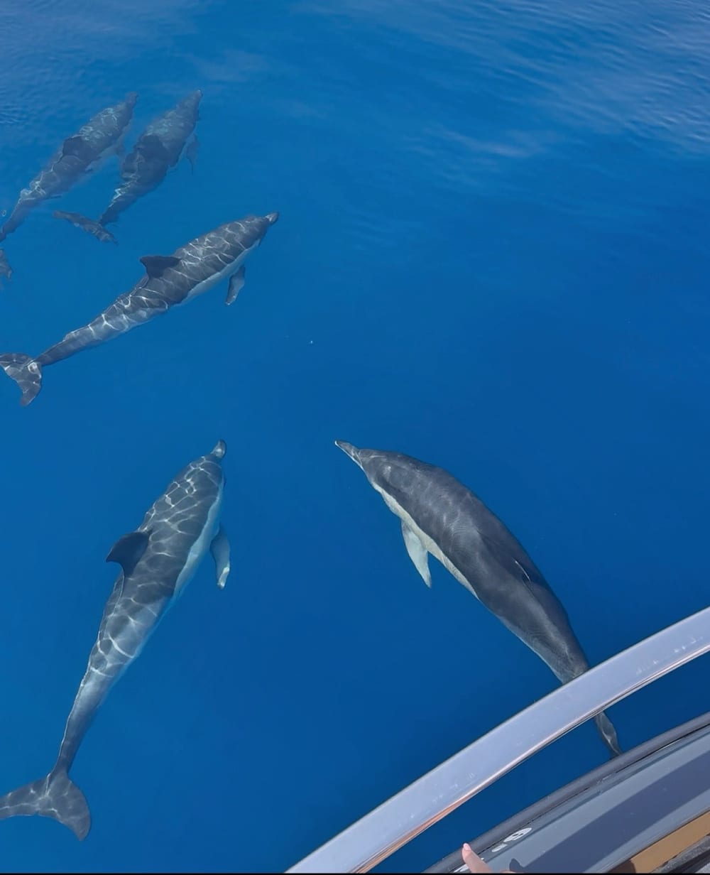 Excursion privée pour observer les dauphins, boissons incluses 2