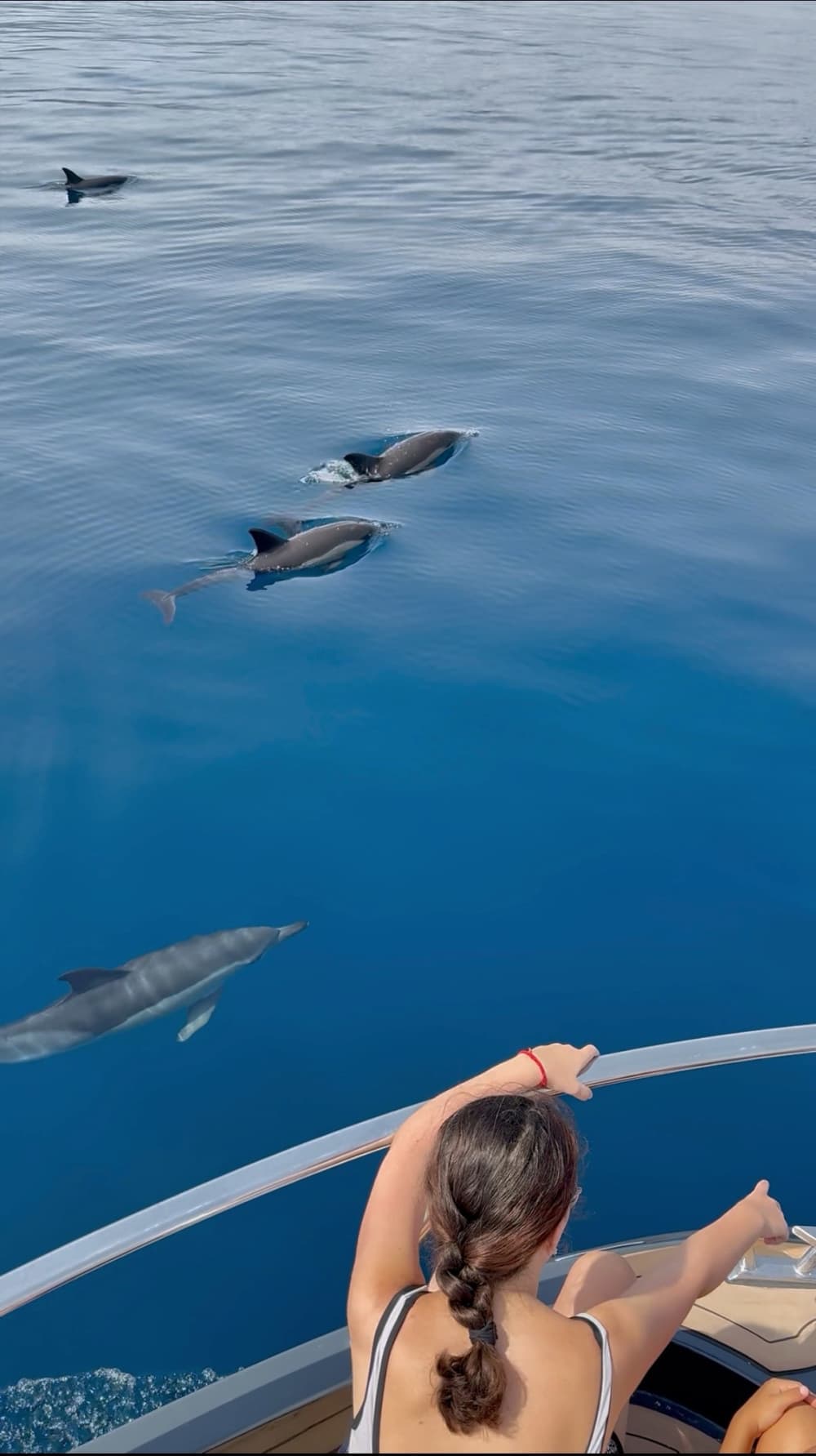 Excursion privée pour observer les dauphins, boissons incluses 6