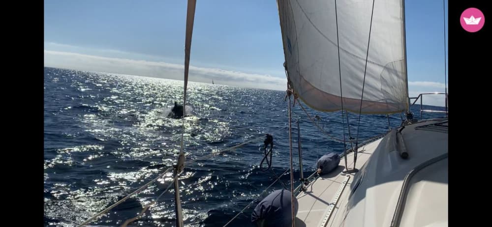Demi-journée de navigation et de plongée en apnée en Méditerranée 6