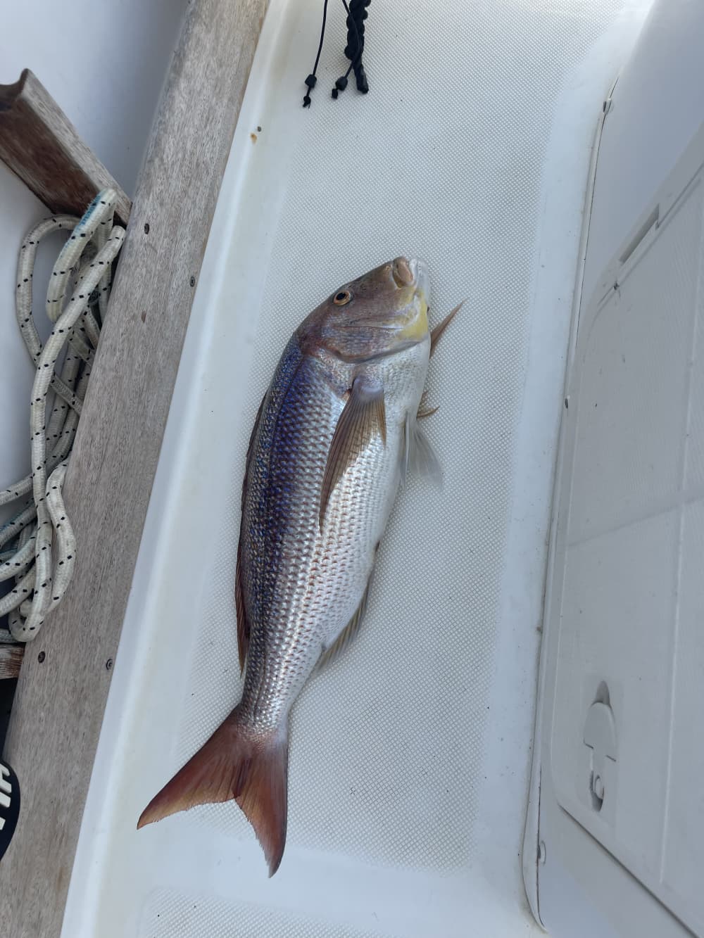 Expérience de pêche complète à Saranda – Combo jigging et spinning 6