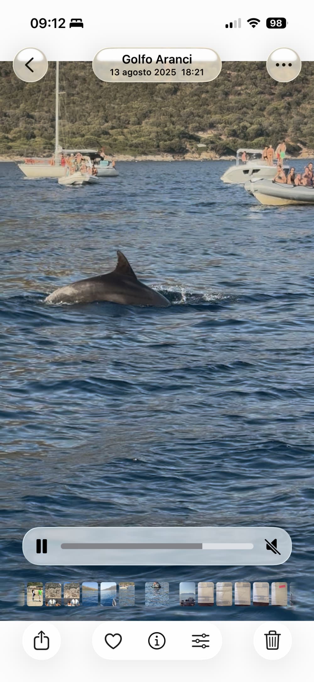 Excursion d'observation des dauphins! 4