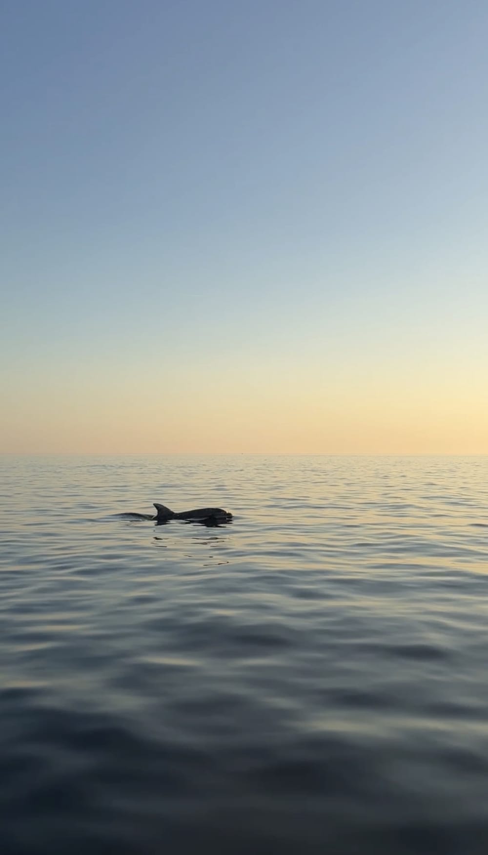 EXCURSION PRIVÉE EN BATEAU POUR OBSERVER LES DAUPHINS AU COUCHER DU SOLEIL AU DÉPART DE PULA 4