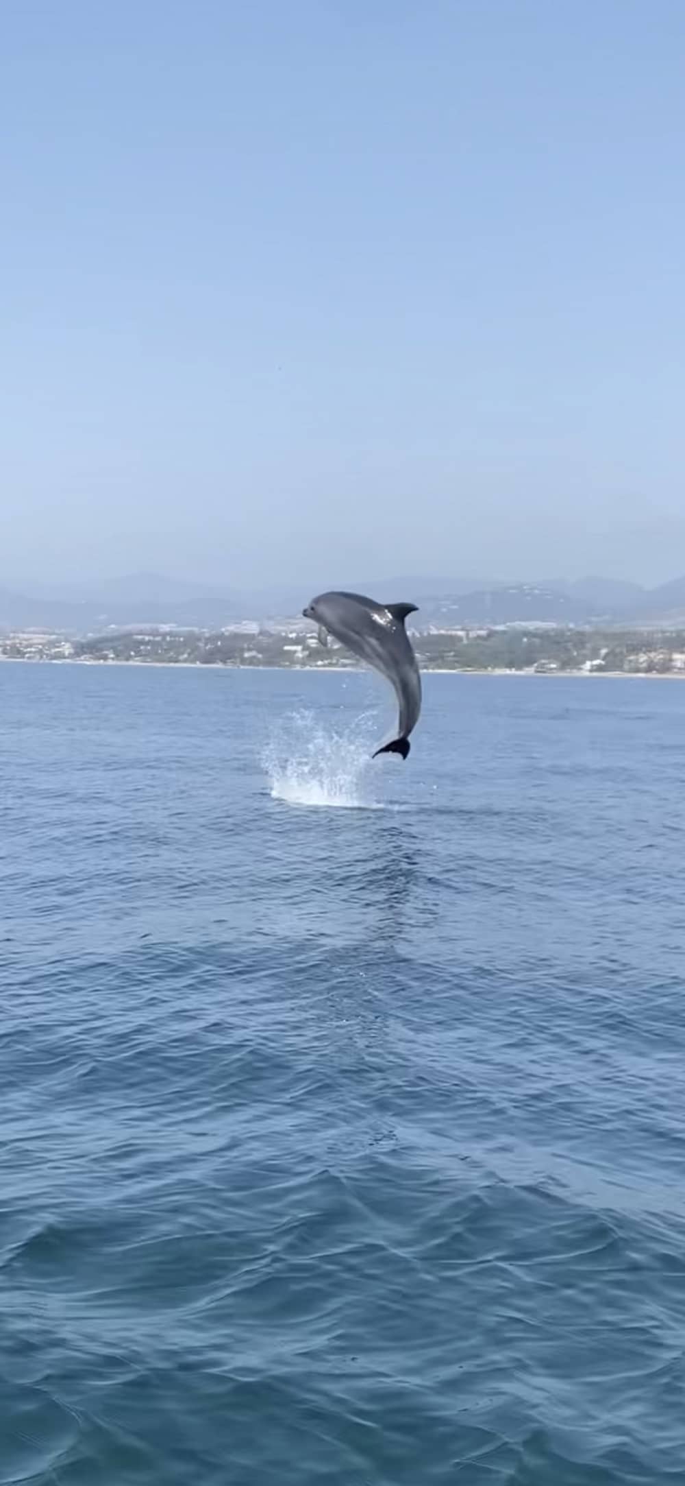 Excursion privée en yacht pour observer les dauphins à Marbella