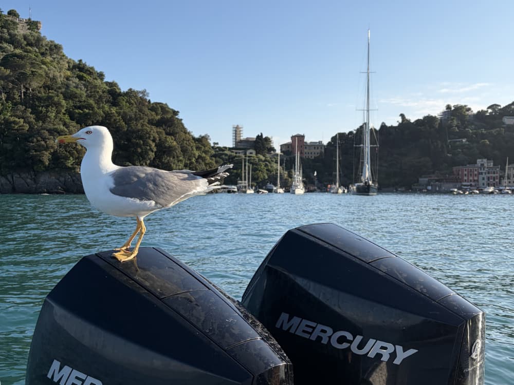 Excursion au coucher du soleil avec apéritif - Rapallo 5