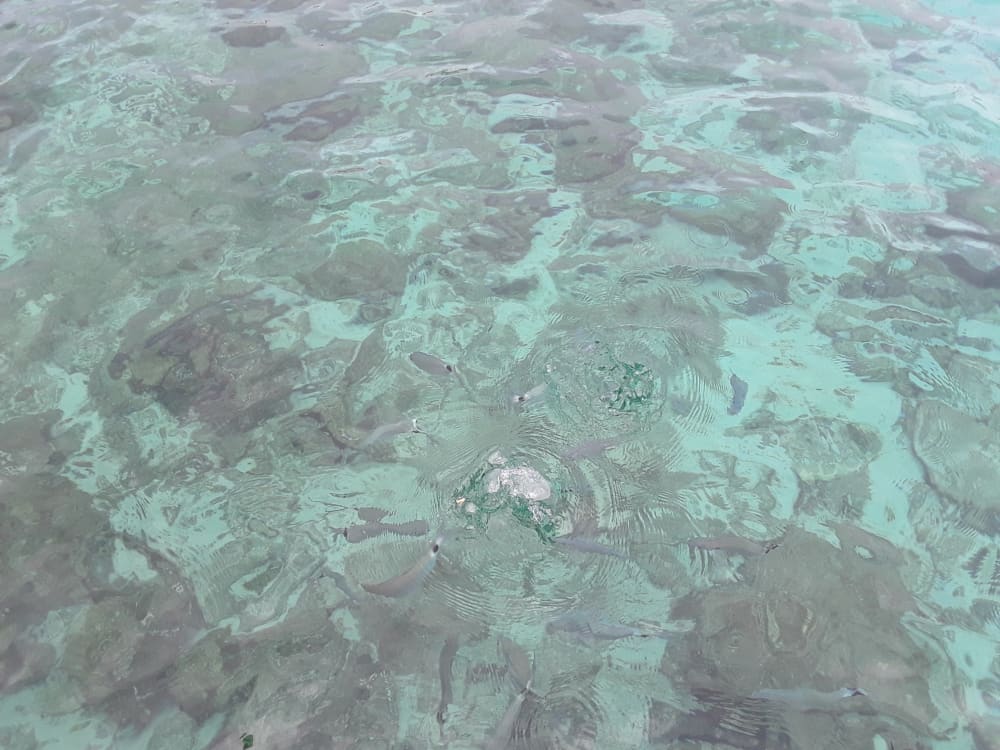 Prenez 9 heures pour découvrir la magie cachée de Marseille depuis les vagues. 6
