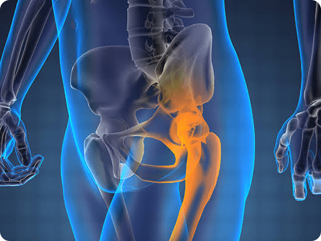 Illustration of the hip joint