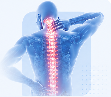 Spine anatomy