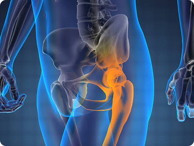 Illustration of the hip joint