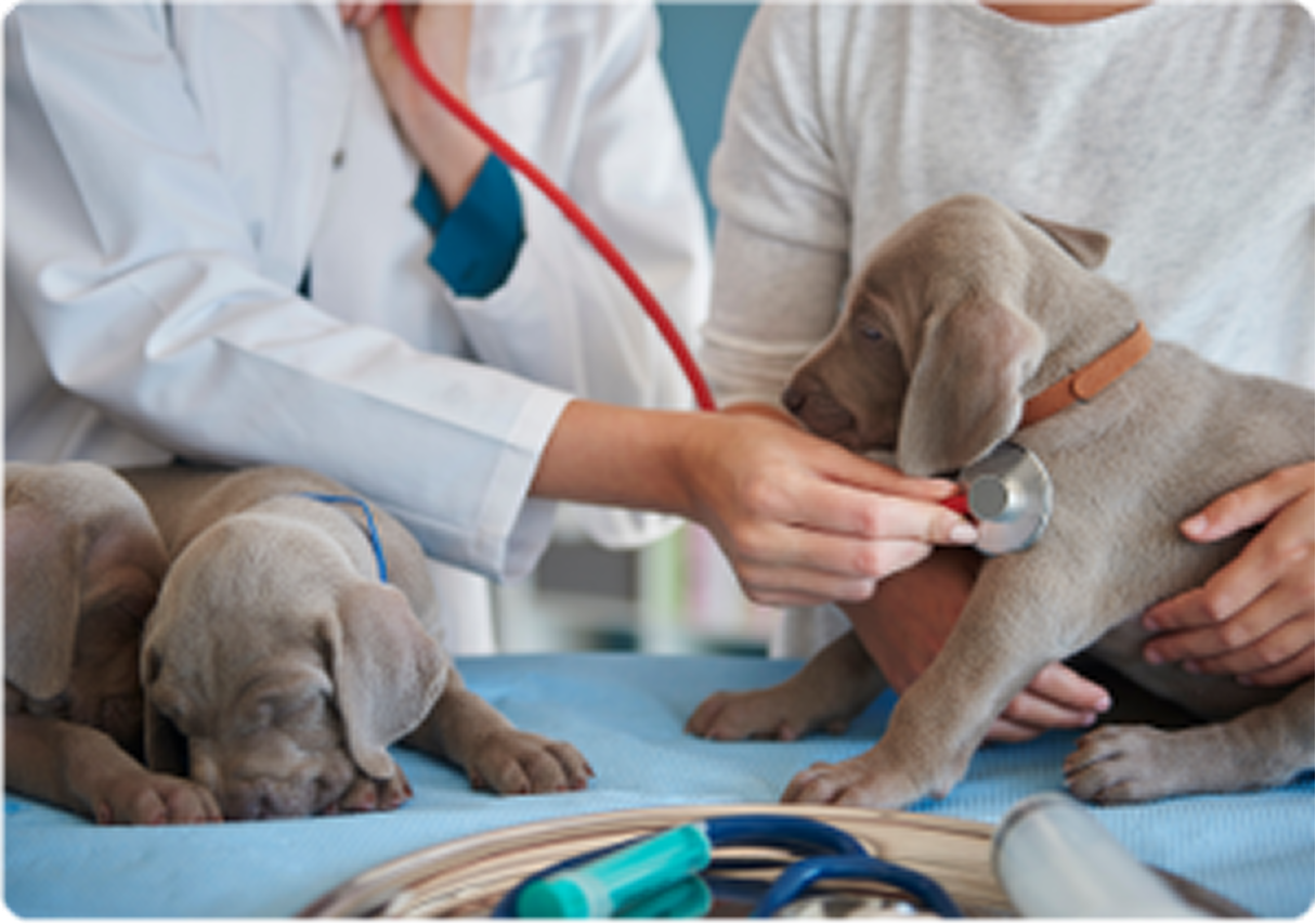 Pet Care