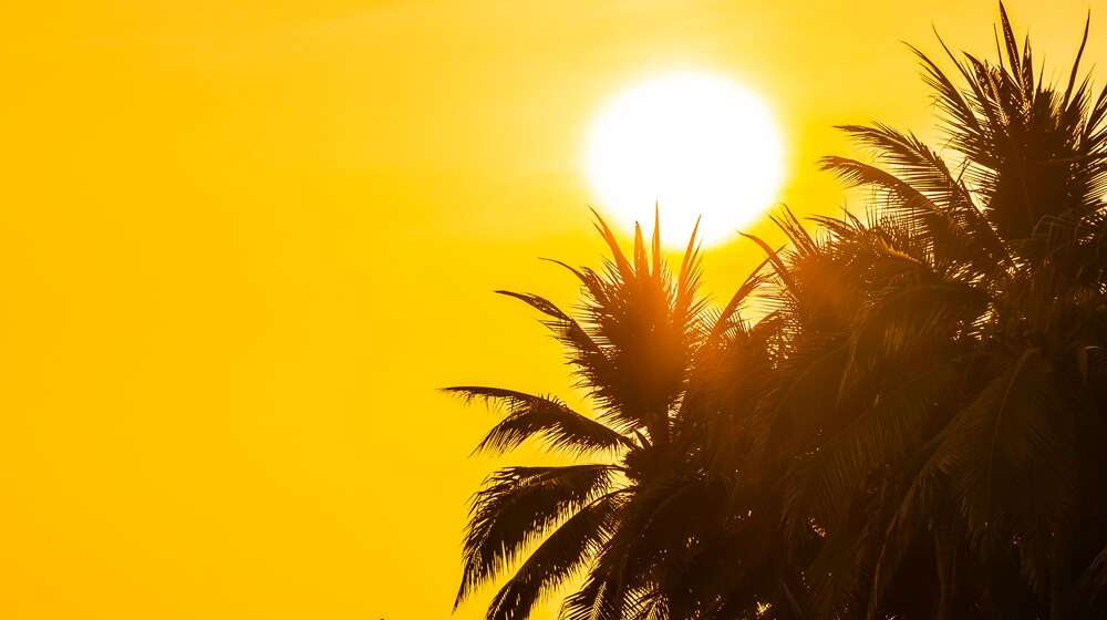 beautiful-outdoor-nature-with-sky-sunset-sunrise-around-coconut-palm-tree.jpg