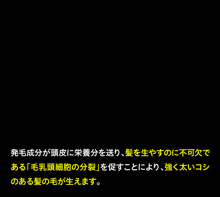 発毛成分が頭皮に栄養分を送り、髪を生やすのに不可欠である「毛乳頭細胞の分裂」を促すことにより、強く太いコシのある髪の毛が生えます