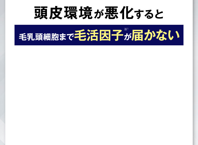 しかし頭皮環境が悪化すると毛乳頭細胞まで発毛因子が届かない