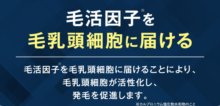 発毛因子を毛乳頭細胞に届ける、発毛因子を毛乳頭細胞に届けることにより、毛乳頭細胞が活性化し、発毛を促進します