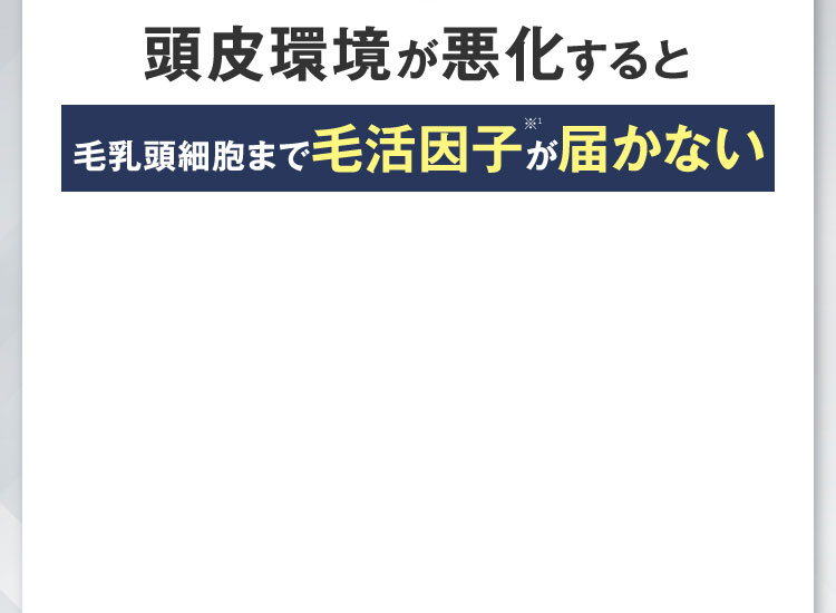 しかし頭皮環境が悪化すると毛乳頭細胞まで発毛因子が届かない